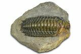 Large Crotalocephalina Trilobite - Atchana, Morocco #372405-3